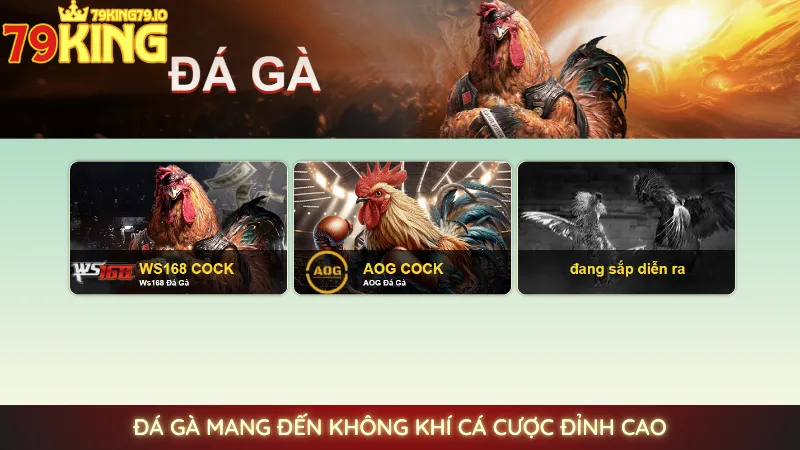 Đá gà mang đến không khí cá cược đỉnh cao Đá gà mang đến không khí cá cược đỉnh cao